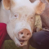 Canadian Wonder Pig: ESTHER THE WONDER PIG