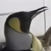 Penguin from Japan: LALA Shopping Penguin