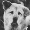 Most Loyal Akita Dog: HACHIKO from Japan