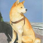 Most Loyal Akita Dog: HACHIKO from Japan • MostWantedCreatures Hachiko