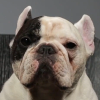 Most Followed Bulldog: MANNY