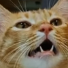 Chinese Singing Cat: BAOZI