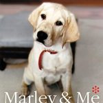 Worst Labrador Dog: MARLEY & Me • MostWantedCreatures 41LAbSa3KZL. SY445 SX342