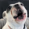 Overdramatic French Bulldog: WALTER GEOFFREY